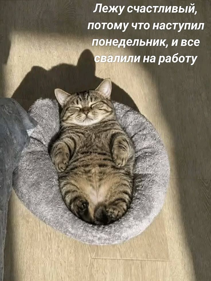 Лежу счастливый, потому что наступил понедельник, и все свалили на работу