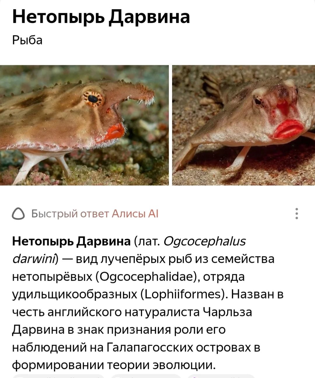 Нетопырь Дарвина Рыба Быстрый ответ Алисы АИ Нетопырь Дарвина (лат. Ogcocephalus darwini) — вид лучепёрых рыб из семейства нетопырёвых (Ogcocephalidae), отряда удильщикообразных (Lophiiformes). Назван в честь английского натуралиста Чарльза Дарвина в знак признания роли его наблюдений на Галапагосских островах в формировании теории эволюции.