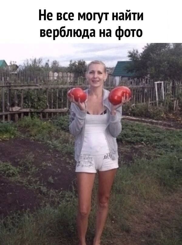 Не все могут найти верблюда на фото