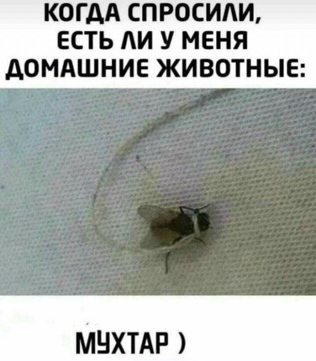 КОГДА СПРОСИЛИ, ЕСТЬ ЛИ У МЕНЯ ДОМАШНИЕ ЖИВОТНЫЕ: МУХТАР )