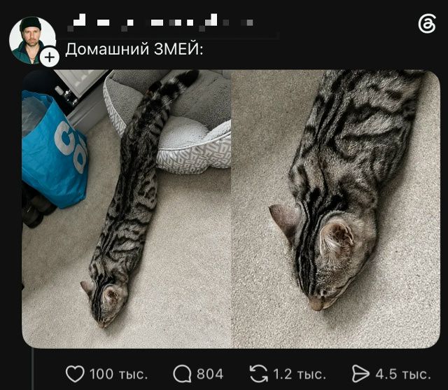 Домашний ЗМЕЙ