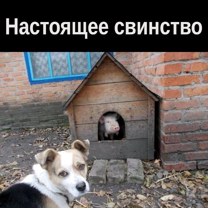 Настоящее свинство