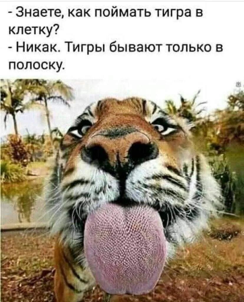 - Знаете, как поймать тигра в клетку?
- Никак. Тигры бывают только в полоску.
