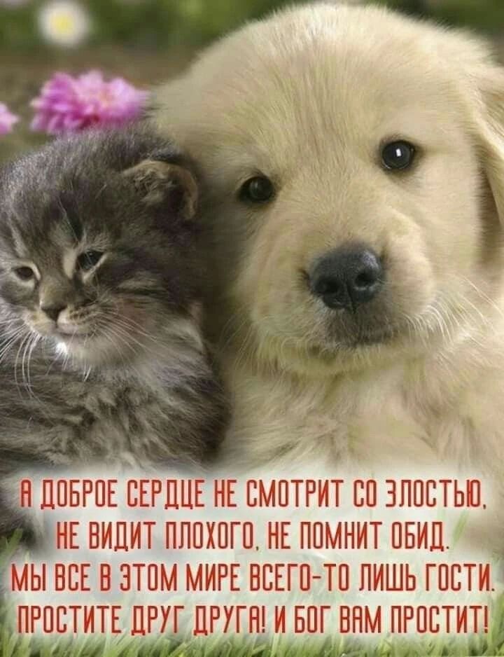 А ДОБРОЕ СЕРДЦЕ НЕ СМОТРИТ СО ЗЛОСТЬЮ, НЕ ВИДИТ ПЛОХОГО, НЕ ПОМНИТ ОБИД. МЫ ВСЕ В ЭТОМ МИРЕ ВСЕГО-ТО ЛИШЬ ГОСТИ. ПРОСТИТЕ ДРУГ ДРУГА! И БОГ ВАМ ПРОСТИТ!