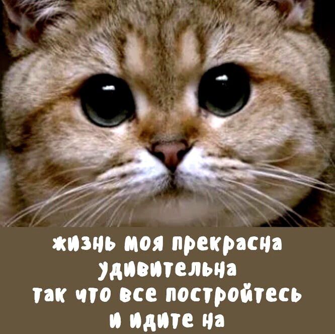 жизнь моя прекрасна удивительна так что все постройтесь и идите на
