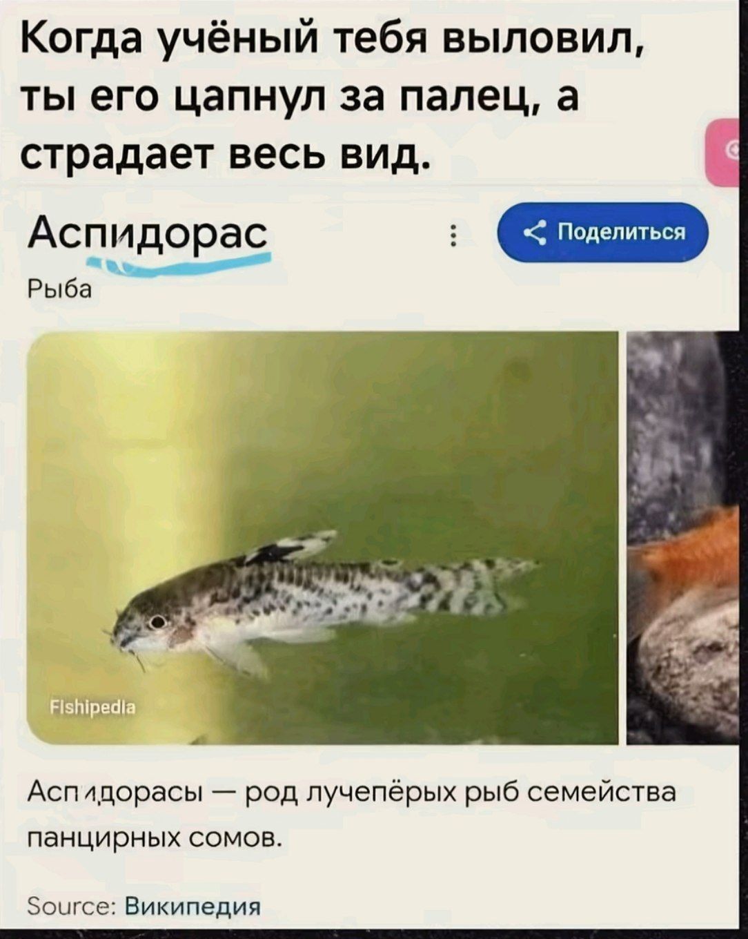 Когда учёный тебя выловил, ты его цапнул за палец, а страдает весь вид. Аспидорас Рыба Fishipedia Аспидорасы — род лучепёрых рыб семейства панцирных сомов. Source: Википедия Поделиться