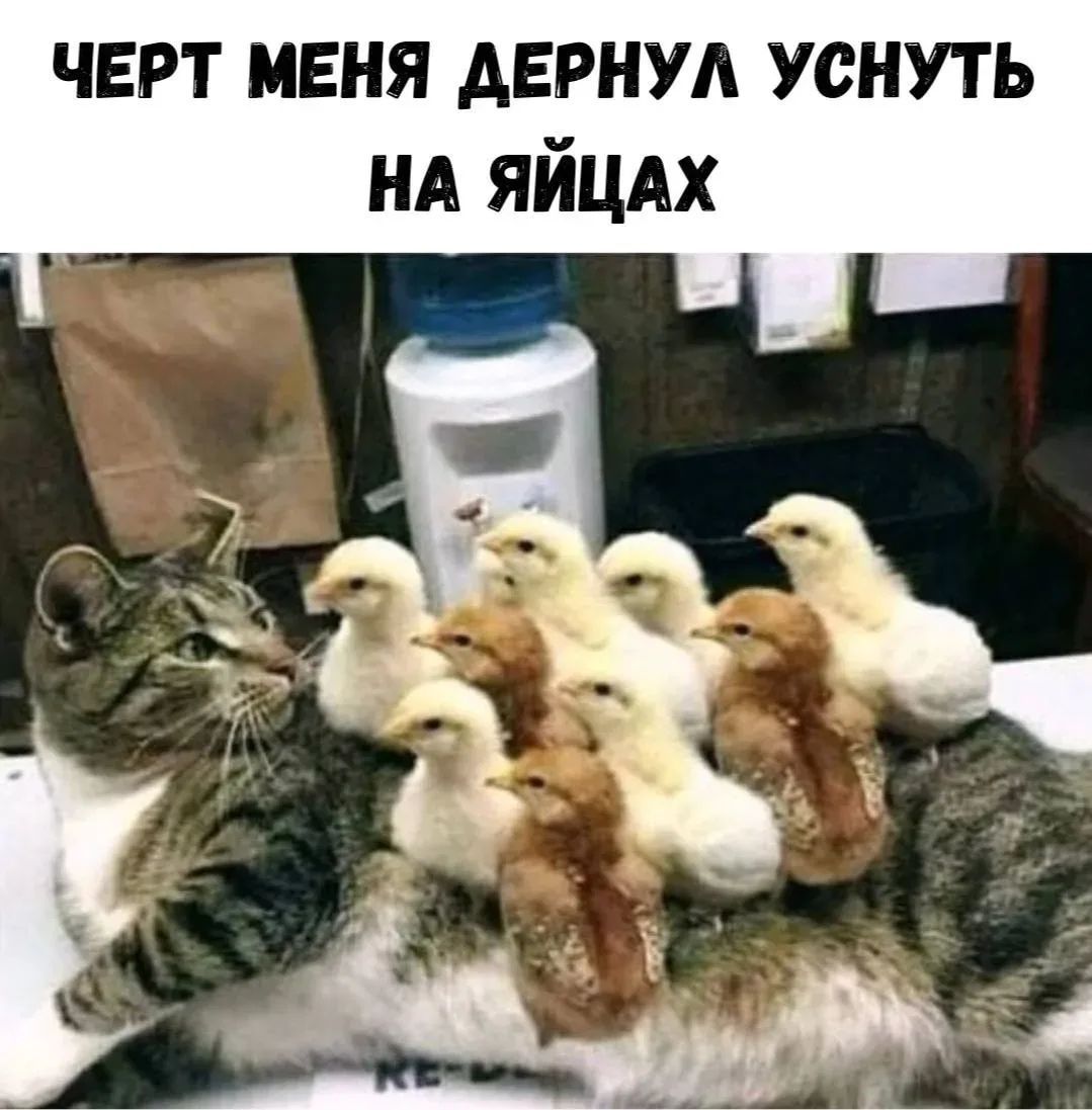 Черт меня дернул уснуть на яйцах