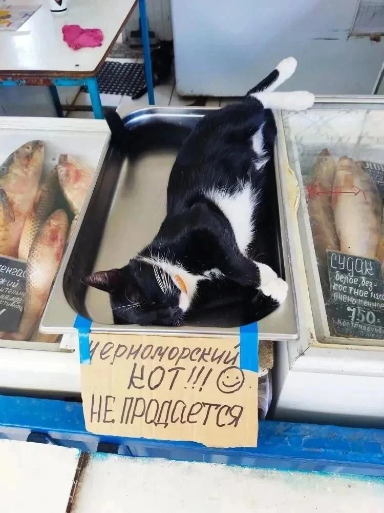 ЧЕРНОМОРСКИЙ КОТ!!! :) НЕ ПРОДАЕТСЯ