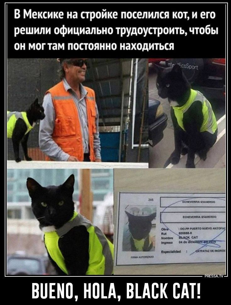 В Мексике на стройке поселился кот, и его решили официально трудоустроить, чтобы он мог там постоянно находиться. BUENO, HOLA, BLACK CAT!