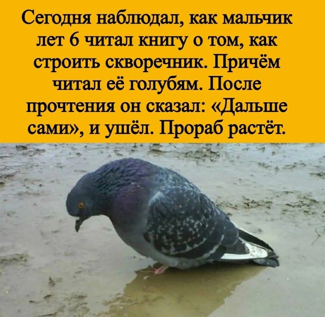 Сегодня наблюдал, как мальчик лет 6 читал книгу о том, как строить скворечник. Причём читал её голубям. После прочтения он сказал: «Дальше сами», и ушёл. Прораб растёт.