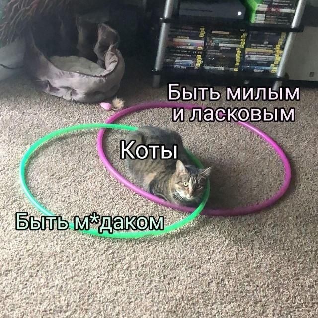 Коты Быть милым и ласковым Быть м*даком