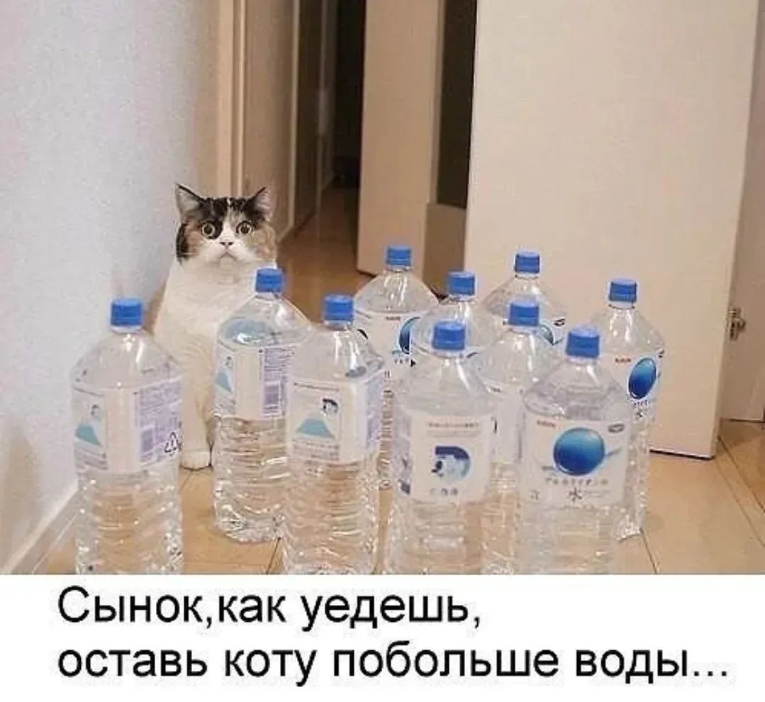 Сынок, как уедешь, оставь коту побольше воды...