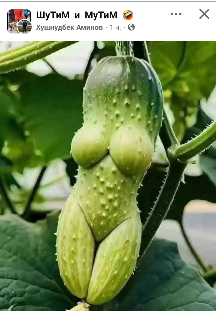 ШуТиМ и МуТиМ