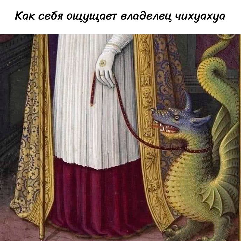 Как себя ощущает владелец чихуахуа