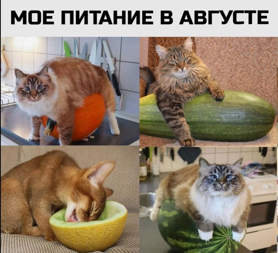 МОЕ ПИТАНИЕ В АВГУСТЕ