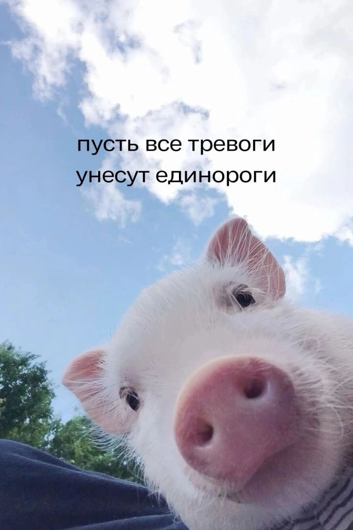 пусть все тревоги унесут единороги