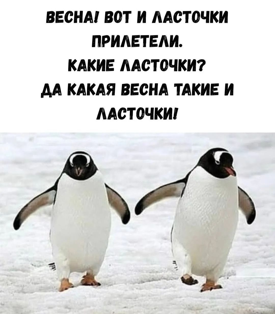ВЕСНА! ВОТ И ЛАСТОЧКИ ПРИЛЕТЕЛИ. КАКИЕ ЛАСТОЧКИ? ДА КАКАЯ ВЕСНА ТАКИЕ И ЛАСТОЧКИ!