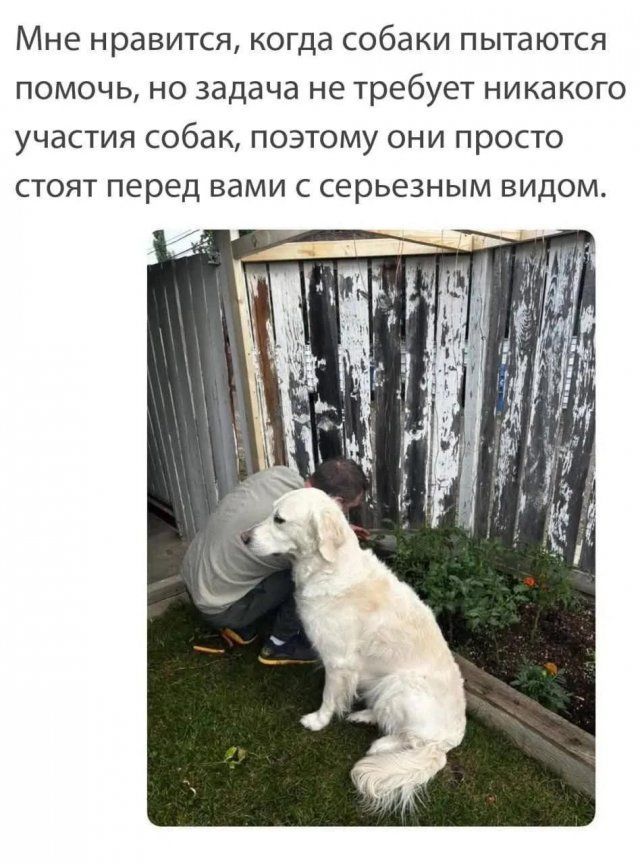Мне нравится, когда собаки пытаются помочь, но задача не требует никакого участия собак, поэтому они просто стоят перед вами с серьезным видом.