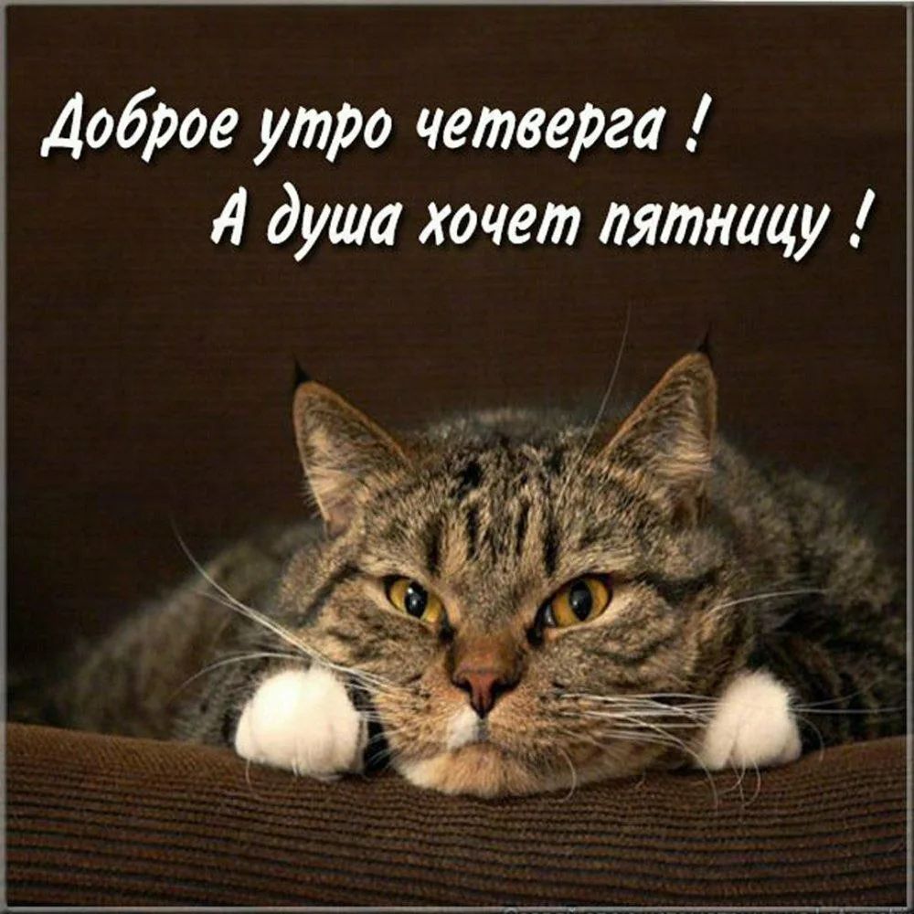Доброе утро четверга! А душа хочет пятницу!