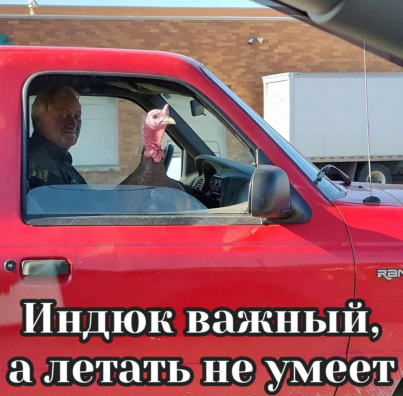 Индюк важный, а летать не умеет
