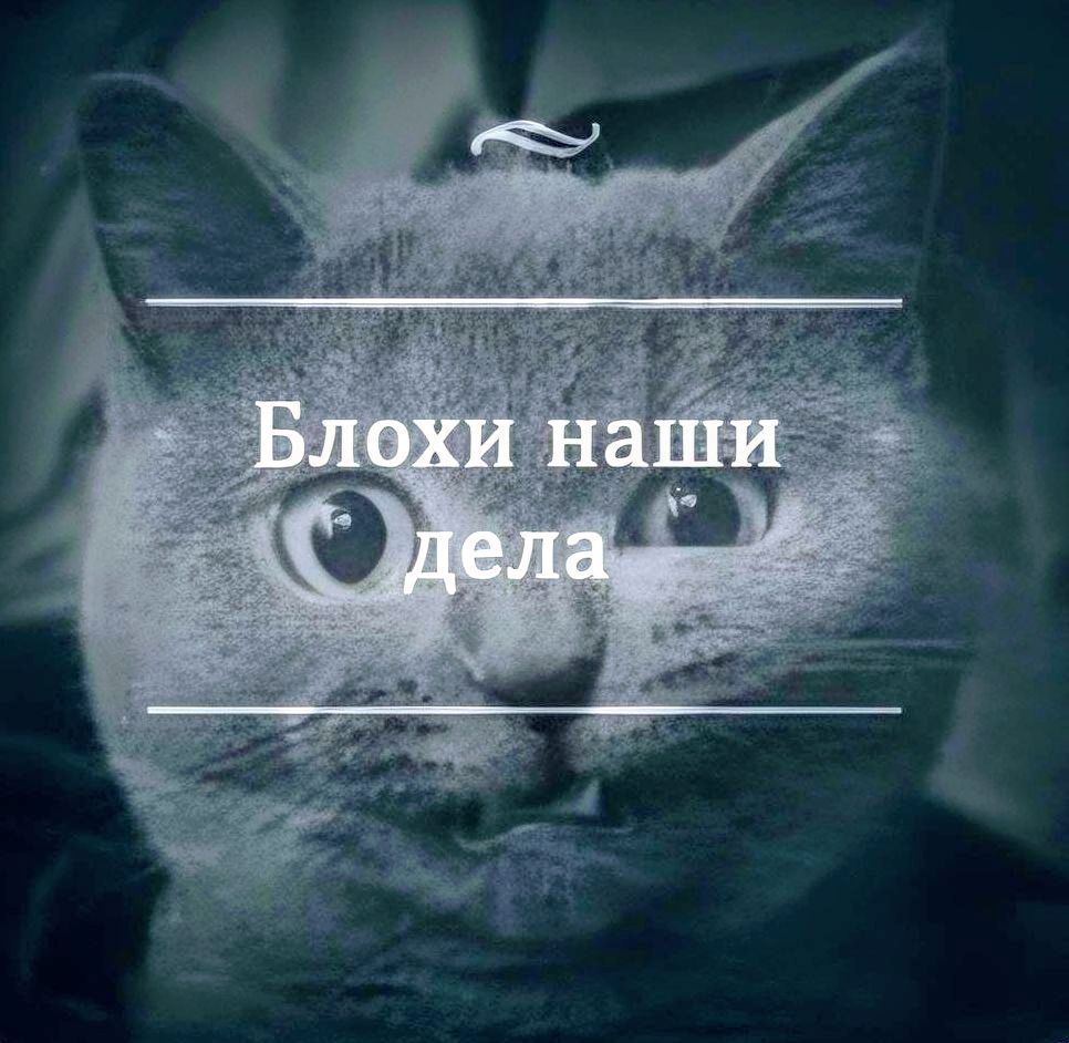 Блохи наши дела