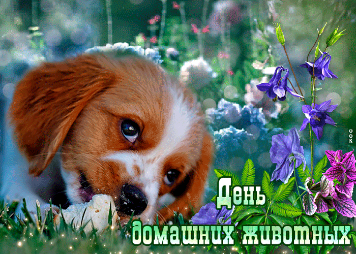 День домашних животных