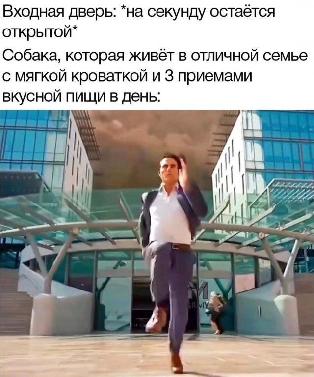Входная дверь: *на секунду остается открытой* Собака, которая живет в отличной семье с мягкой кроваткой и 3 приемами вкусной пищи в день: