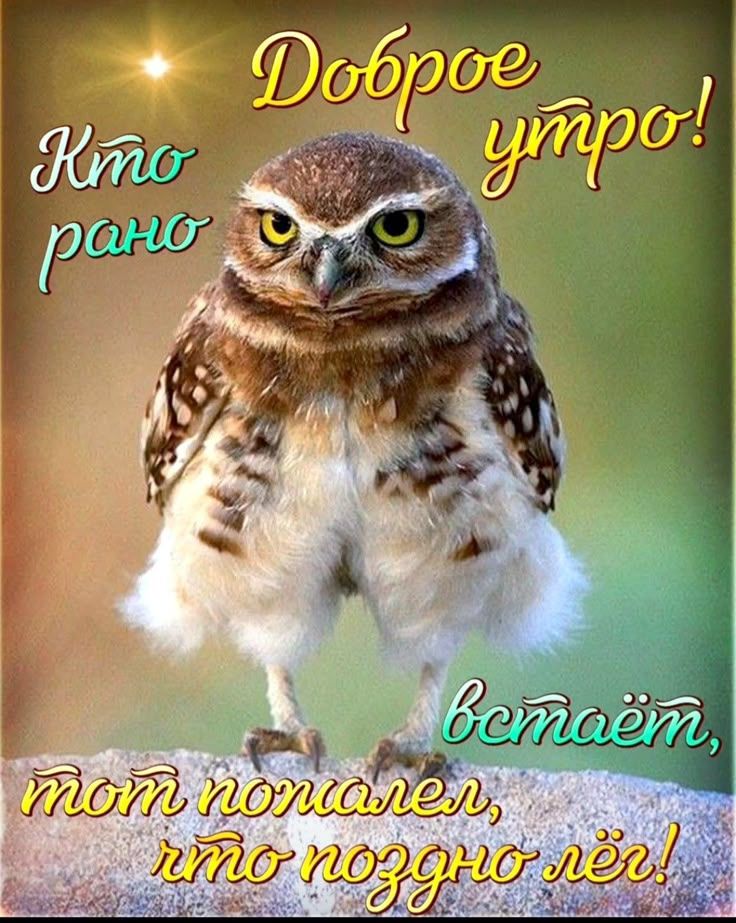 Доброе утро! Кто рано встаёт, тот пожалел, что поздно лёг!