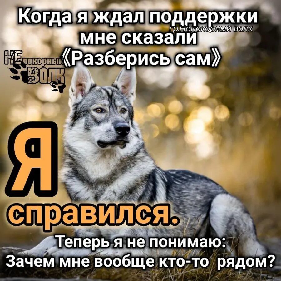 Когда я ждал поддержки гр.Непокорный волк мне сказали НЕпокорный ВОЛК «Разберись сам» Я справился. Теперь я не понимаю: Зачем мне вообще кто-то рядом?
