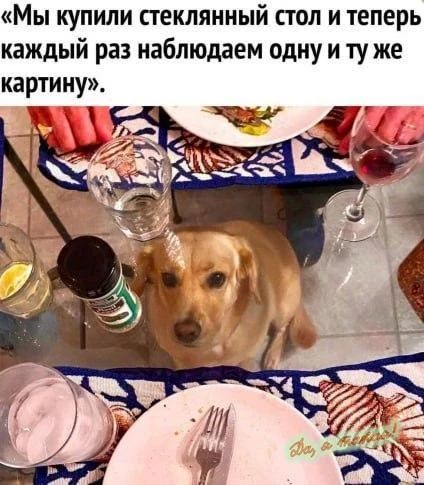 Мы купили стеклянный стол и теперь каждый раз наблюдаем одну и ту же картину.