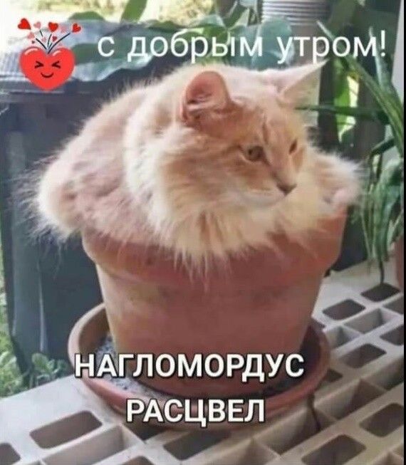 с добрым утром! НАГЛОМОРДУС РАСЦВЕЛ