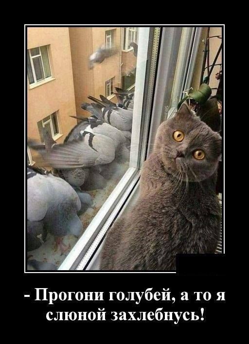 Прогони голубей, а то я слюной захлебнусь!