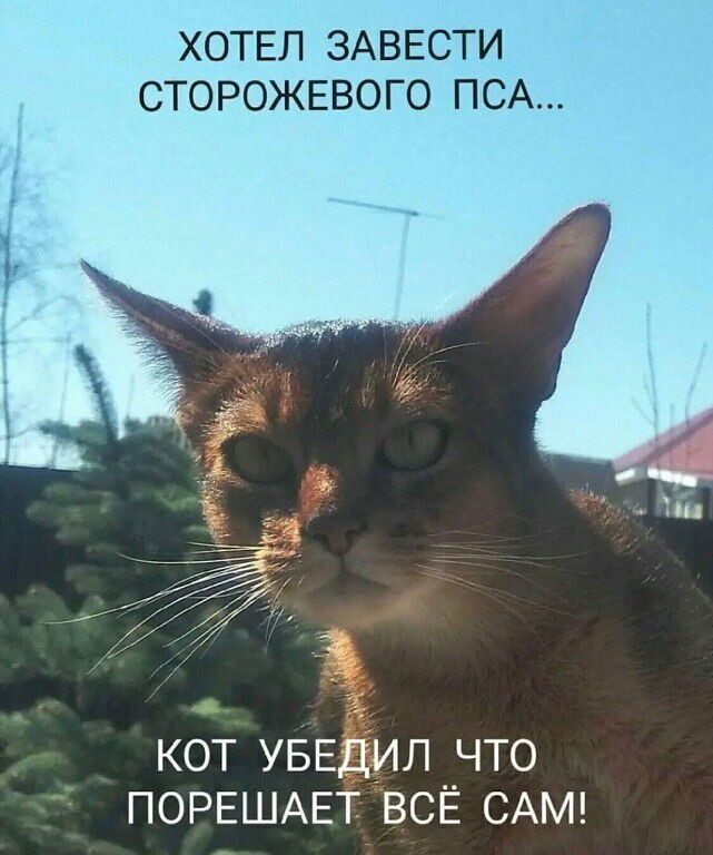 ХОТЕЛ ЗАВЕСТИ СТОРОЖЕВОГО ПСА... КОТ УБЕДИЛ ЧТО ПОРЕШАЕТ ВСЁ САМ!