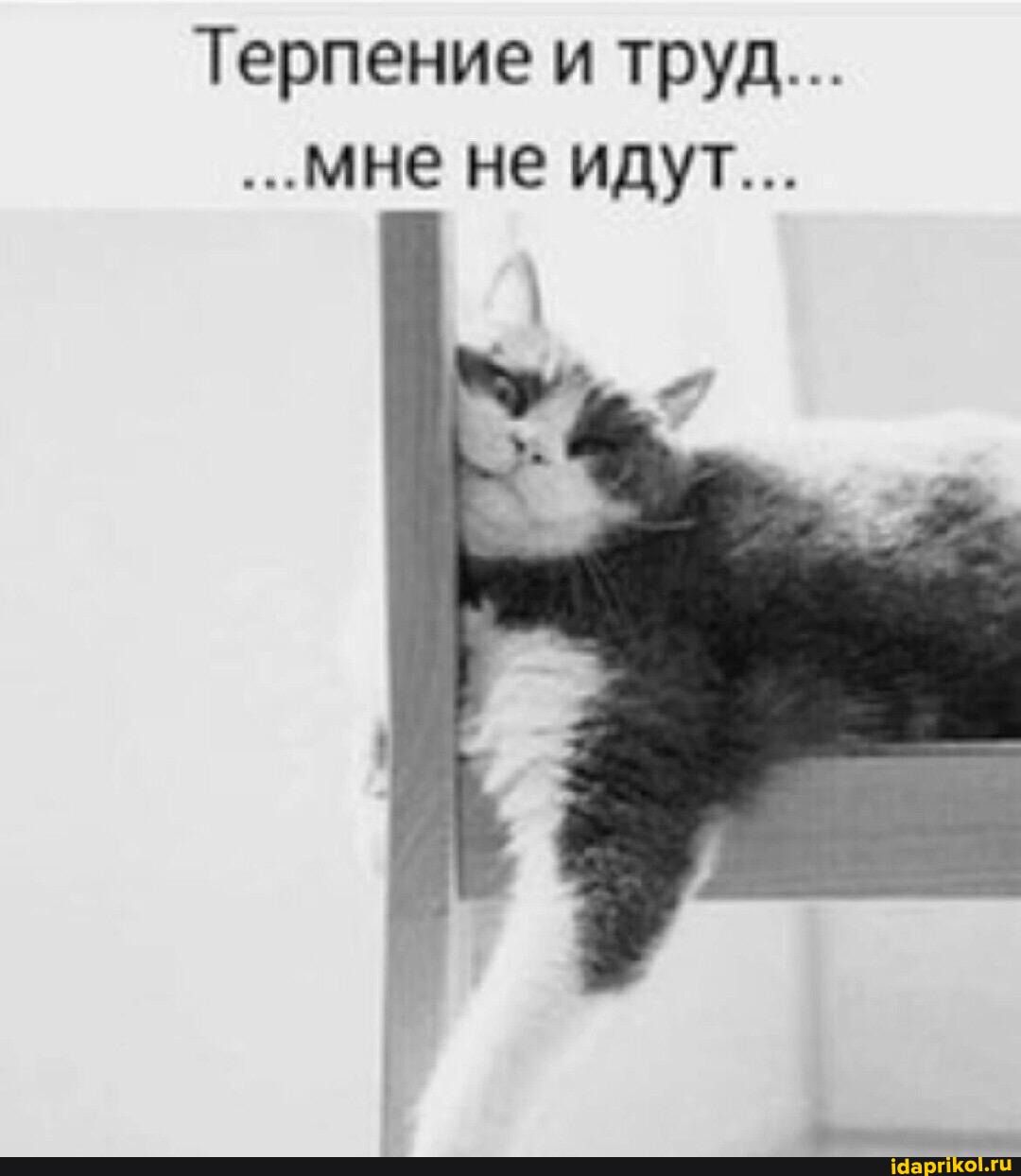 Терпение и труд... ...мне не идут...