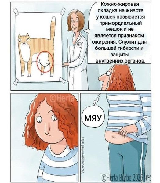 Кожно-жировая складка на животе у кошек называется примордиальный мешок и не является признаком ожирения. Служит для большей гибкости и защиты внутренних органов. МЯУ