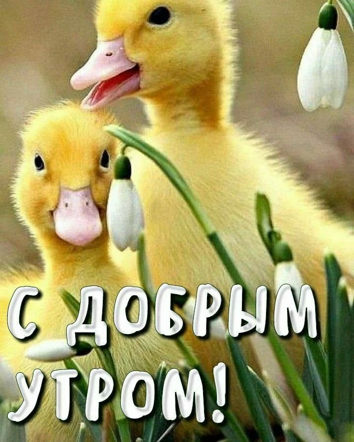 С ДОБРЫМ УТРОМ!