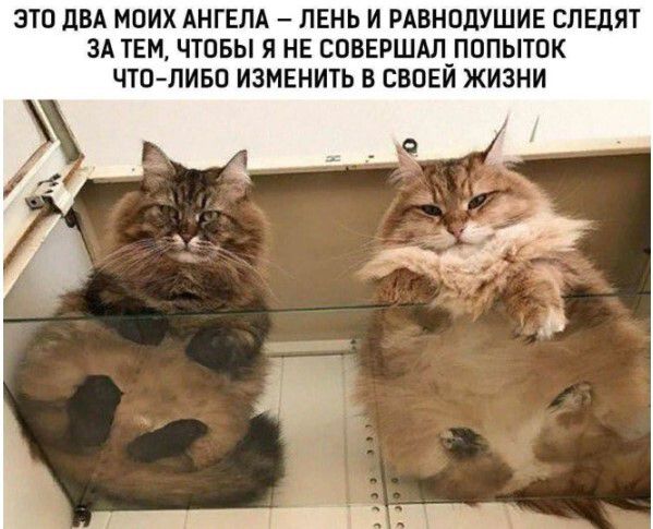 ЭТО ДВА МОИХ АНГЕЛА – ЛЕНЬ И РАВНОДУШИЕ СЛЕДЯТ ЗА ТЕМ, ЧТОБЫ Я НЕ СОВЕРШАЛ ПОПЫТОК ЧТО-ЛИБО ИЗМЕНИТЬ В СВОЕЙ ЖИЗНИ