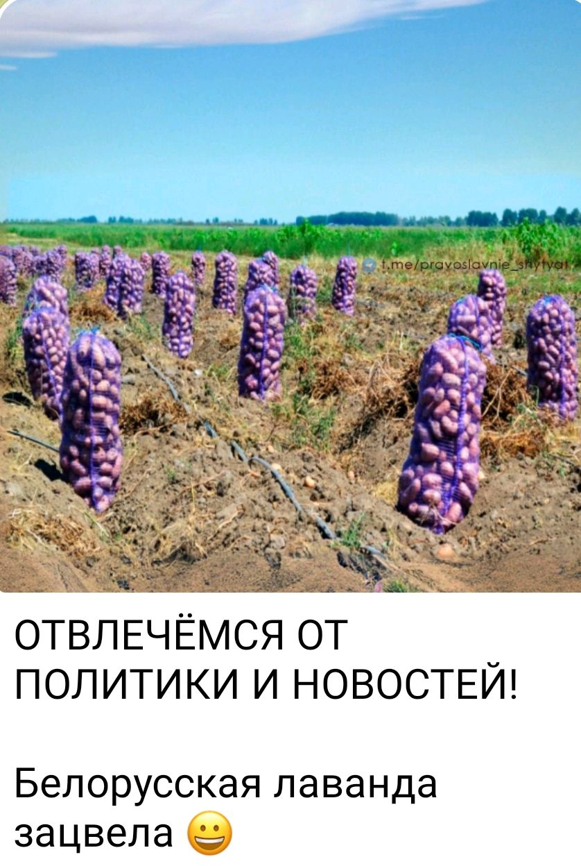 ОТВЛЕЧЁМСЯ ОТ ПОЛИТИКИ И НОВОСТЕЙ! Белорусская лаванда зацвела :)