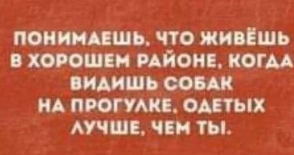 ПОНИМАЕШЬ, ЧТО ЖИВЁШЬ В ХОРОШЕМ РАЙОНЕ, КОГДА ВИДИШЬ СОБАК НА ПРОГУЛКЕ, ОДЕТЫХ ЛУЧШЕ, ЧЕМ ТЫ.