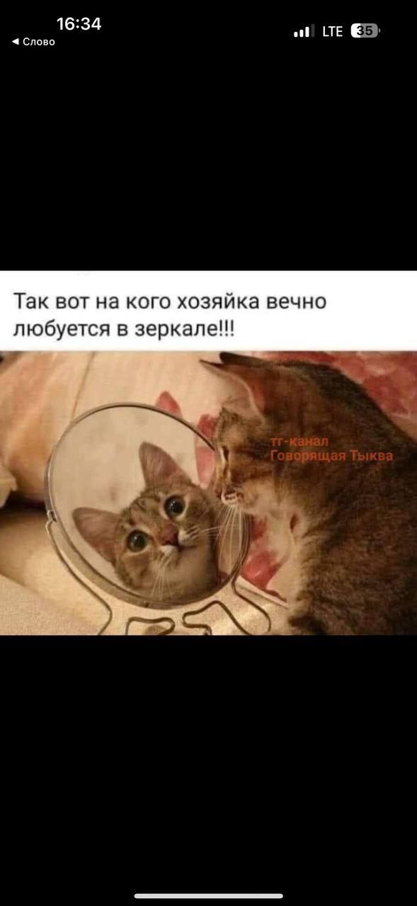 Так вот на кого хозяйка вечно любуется в зеркале!!! тг-канал Говорящая Тыква