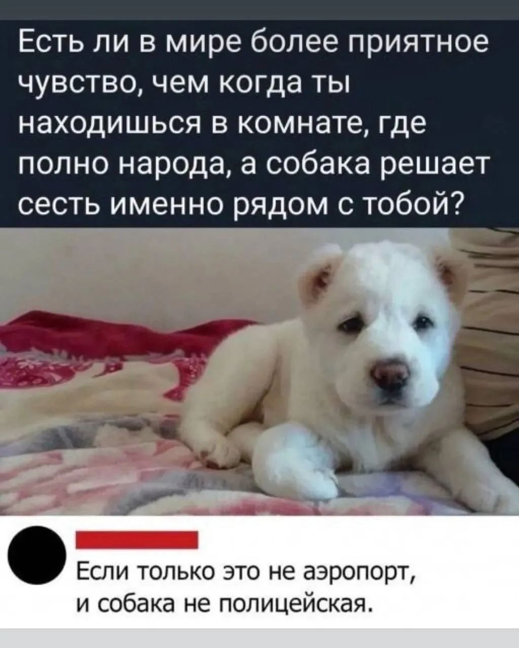 Есть ли в мире более приятное чувство, чем когда ты находишься в комнате, где полно народа, а собака решает сесть именно рядом с тобой?
Если только это не аэропорт, и собака не полицейская.