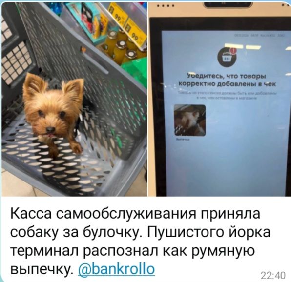Убедитесь, что товары корректно добавлены в чек. Выпечка. Касса самообслуживания приняла собаку за булочку. Пушистого йорка терминал распознал как румяную выпечку. @bankrollo