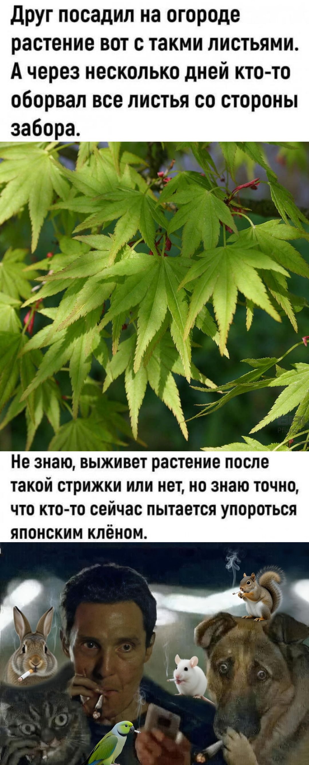 Друг посадил на огороде растение вот с такими листьями. А через несколько дней кто-то оборвал все листья со стороны забора. Не знаю, выживет растение после такой стрижки или нет, но знаю точно, что кто-то сейчас пытается упороться японским клёном.