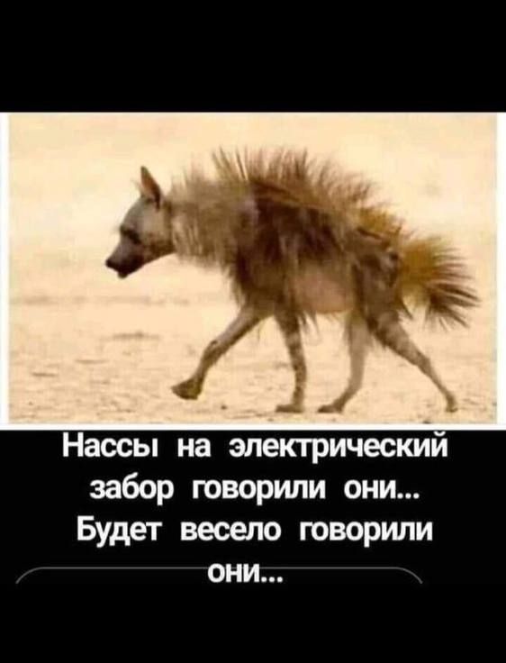 Нассы на электрический забор говорили они... Будет весело говорили они...