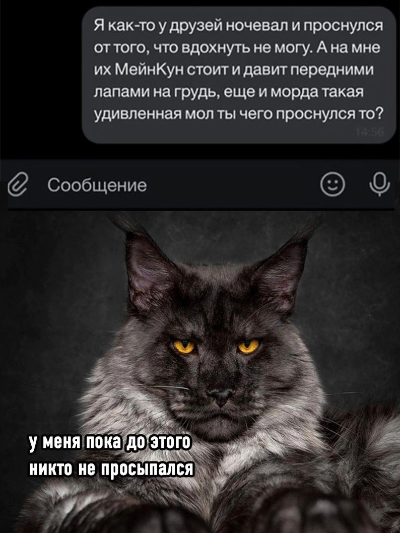Я как-то у друзей ночевал и проснулся от того, что вдохнуть не могу. А на мне их МейнКун стоит и давит передними лапами на грудь, еще и морда такая удивленная мол ты чего проснулся то? У меня пока до этого никто не просыпался