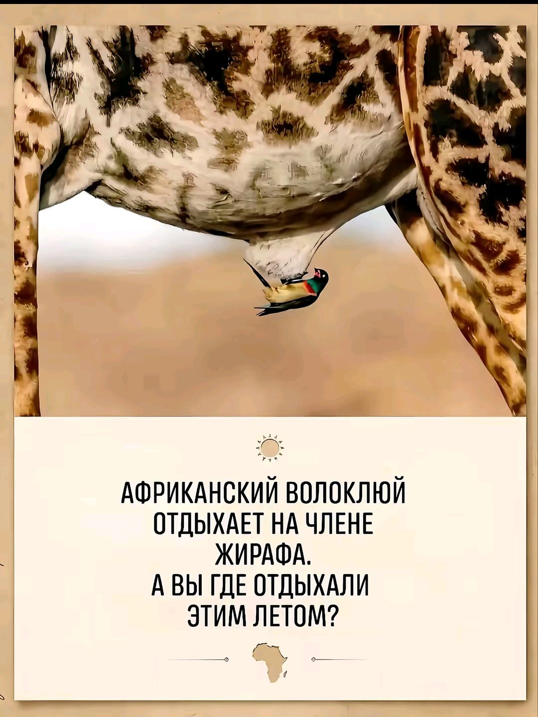 АФРИКАНСКИЙ ВОЛОКЛЮЙ ОТДЫХАЕТ НА ЧЛЕНЕ ЖИРАФА. А ВЫ ГДЕ ОТДЫХАЛИ ЭТИМ ЛЕТОМ?