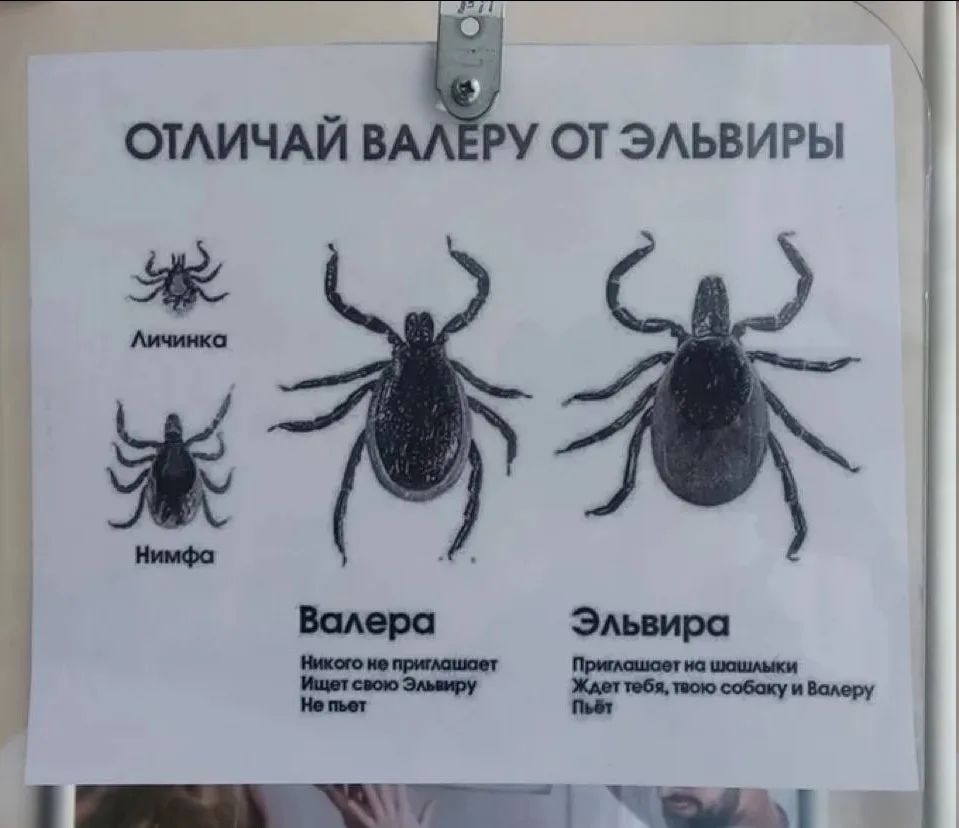 ОТЛИЧАЙ ВАЛЕРУ ОТ ЭЛЬВИРЫ Личинка Нимфа Валера Никого не приглашает Ищет свою Эльвиру Не пьет Эльвира Приглашает на шашлыки Ждет тебя, твою собаку и Валеру Пьет
