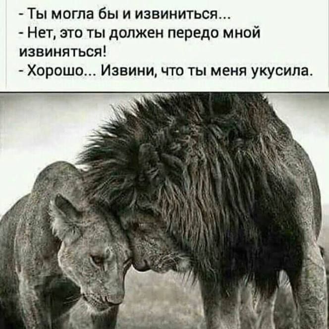 - Ты могла бы и извиниться...
- Нет, это ты должен передо мной извиняться!
- Хорошо... Извини, что ты меня укусила.