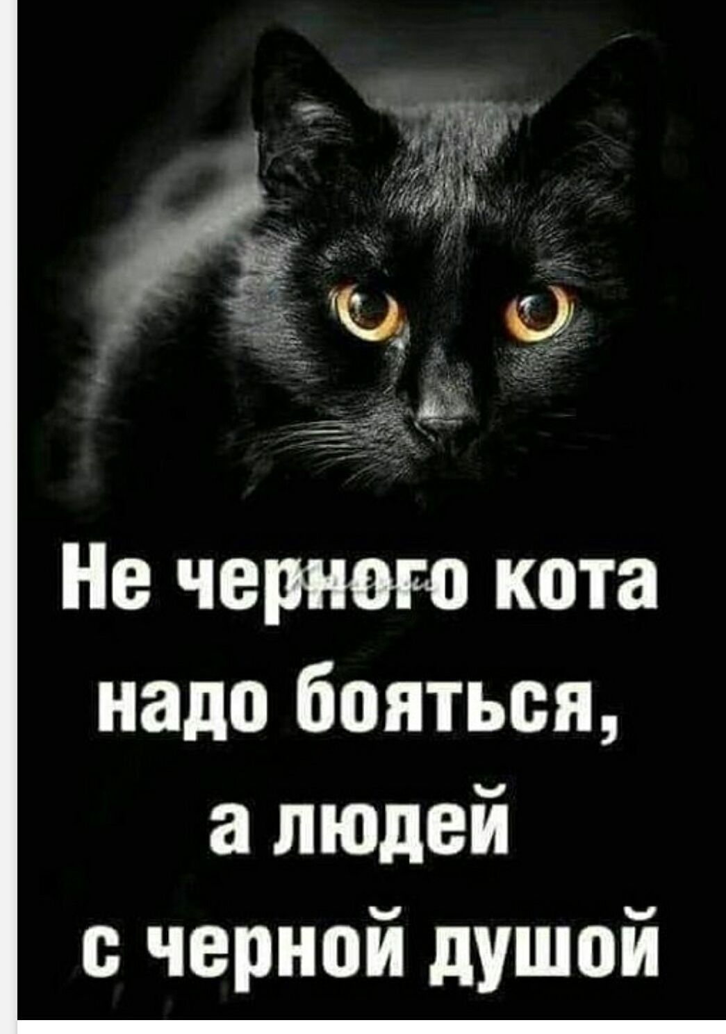 Не черного кота надо бояться, а людей с черной душой