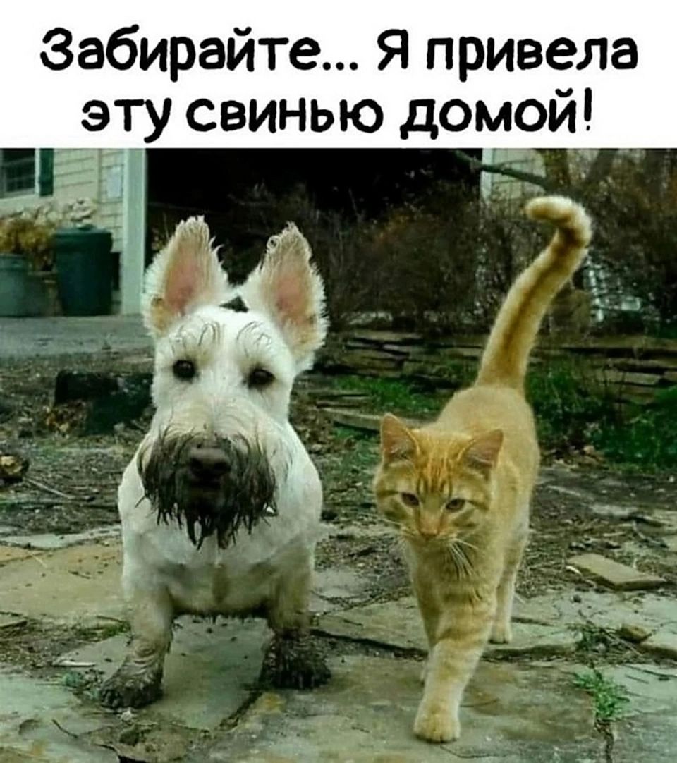 Забирайте... Я привела эту свинью домой!